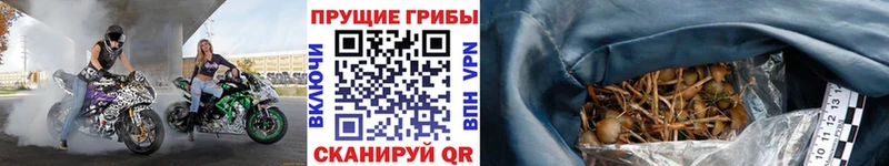 Купить где  Поронайск  Псилоцибиновые грибы мицелий 